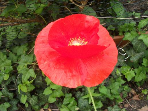 Roter Mohn.