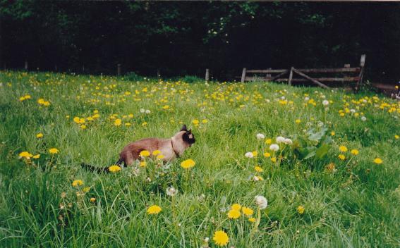 schiedel-auf-der-loewenzahnwie.jpg