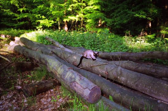 schiedel-im-wald.jpg