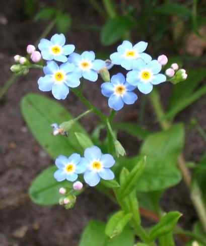 Vergissmeinnicht im Garten.