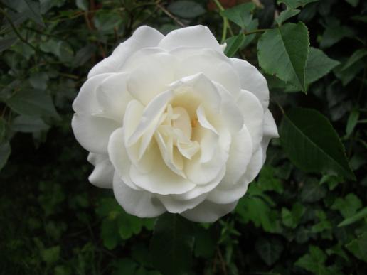 Eine einzelne weiße Rose.